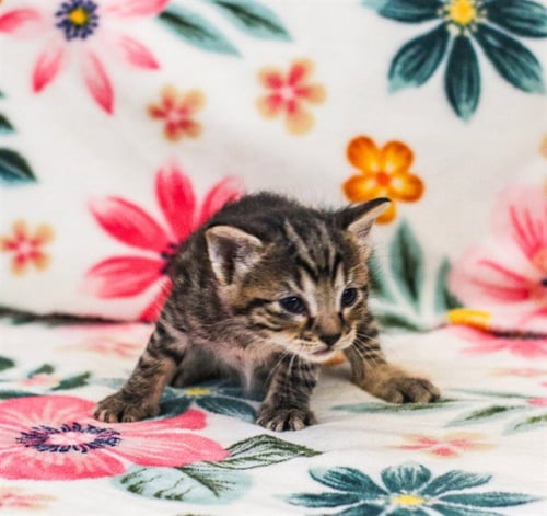 FETTY - Domestic Short Hair available for adoption