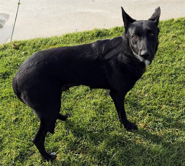 ENCHILADA - German Shepherd Dog available for adoption