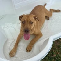 CANELO - Photo 1