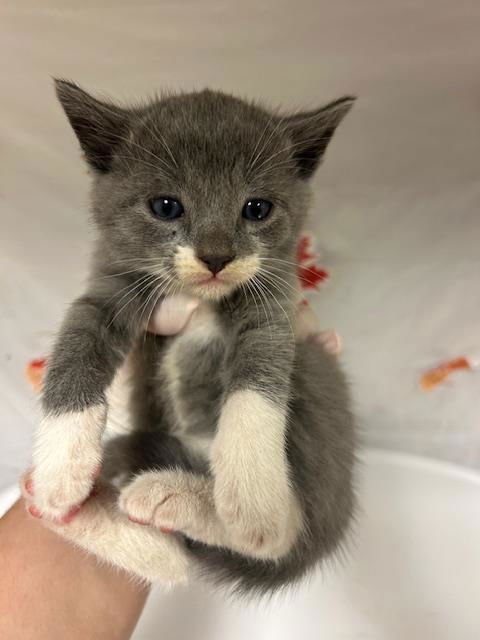 SAUCER - Domestic Short Hair available for adoption