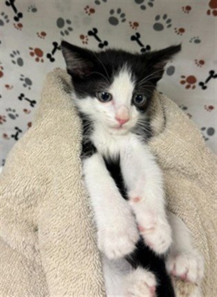 A1934685 - Domestic Short Hair available for adoption