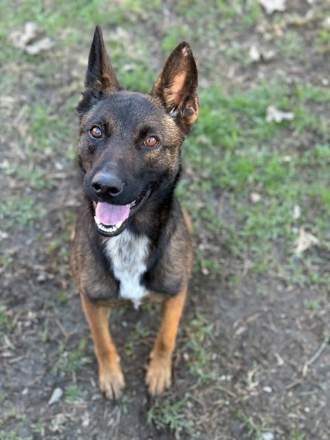 OLIVIA - Belgian Shepherd Malinois / German Shepherd Dog available for adoption