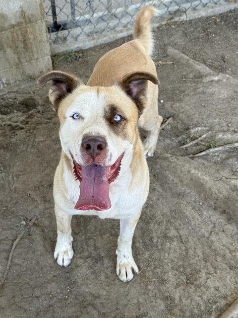 BENJI - Pit Bull Terrier available for adoption
