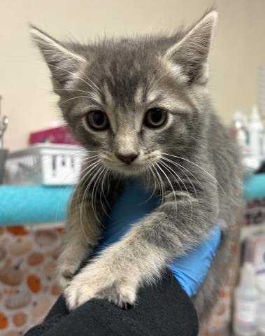 HUBBARD - Domestic Short Hair available for adoption