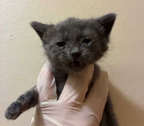 GREYJOY - Domestic Short Hair available for adoption