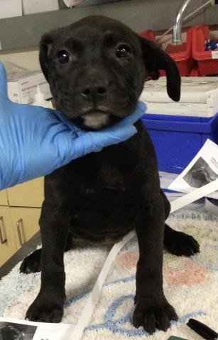 RUBY - Pit Bull Terrier available for adoption