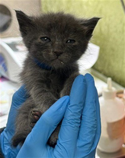 ALDER - Domestic Short Hair available for adoption