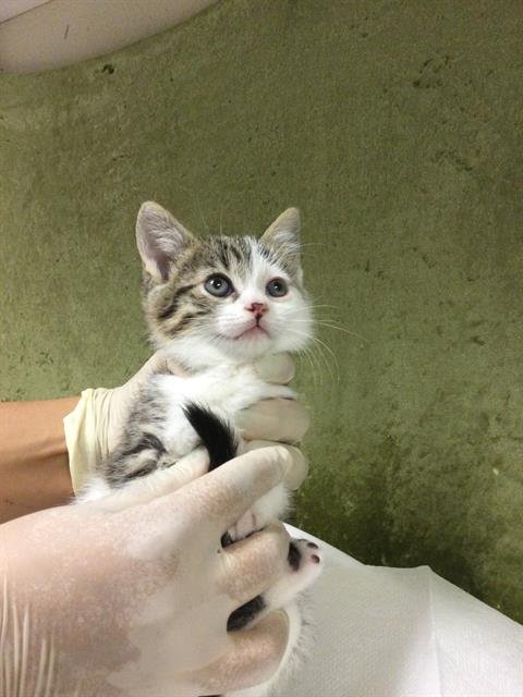 BABY DAISY - Domestic Short Hair available for adoption