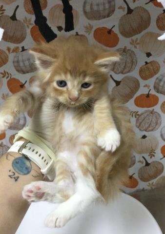 LEO - Domestic Short Hair available for adoption