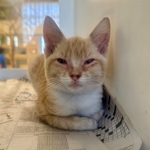 PICKLE - Domestic Short Hair available for adoption