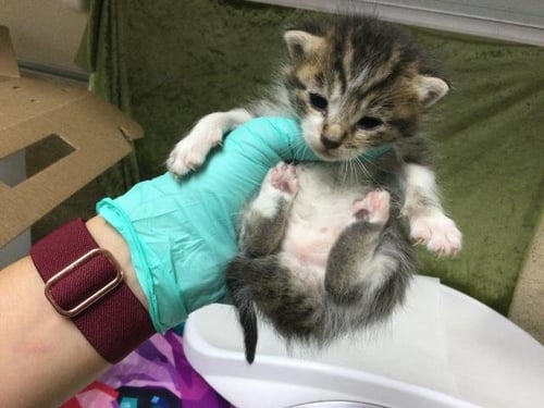 PETUNIA - Domestic Short Hair available for adoption