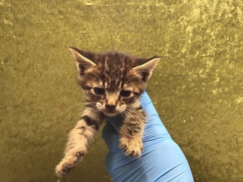 ORION - Domestic Short Hair available for adoption