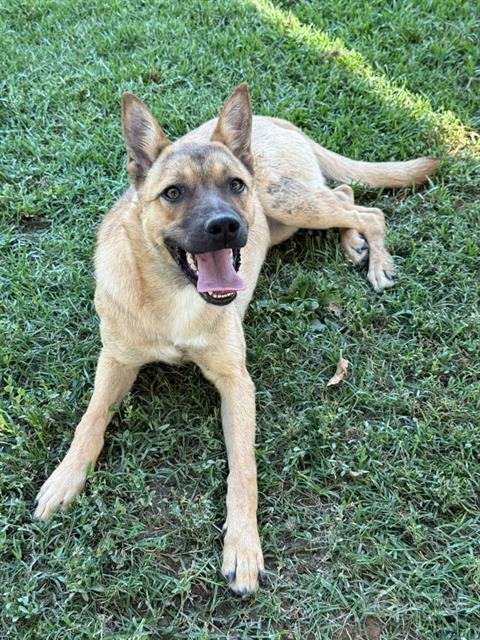 MILEY - Belgian Shepherd Malinois available for adoption
