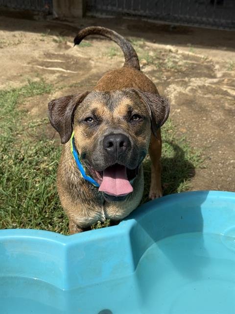 ANTONIO Image