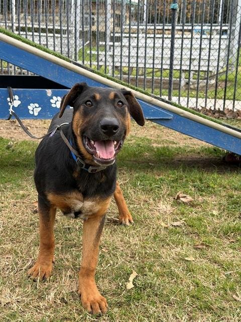 OSCAR - Rottweiler available for adoption