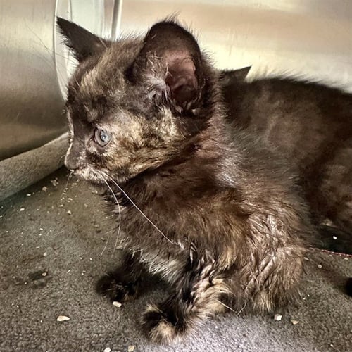 VICTORIA - Domestic Short Hair available for adoption