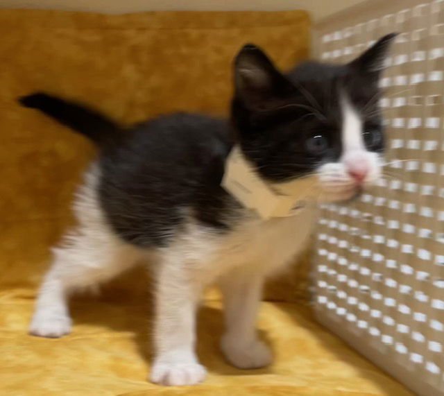 DONUT - Domestic Short Hair available for adoption