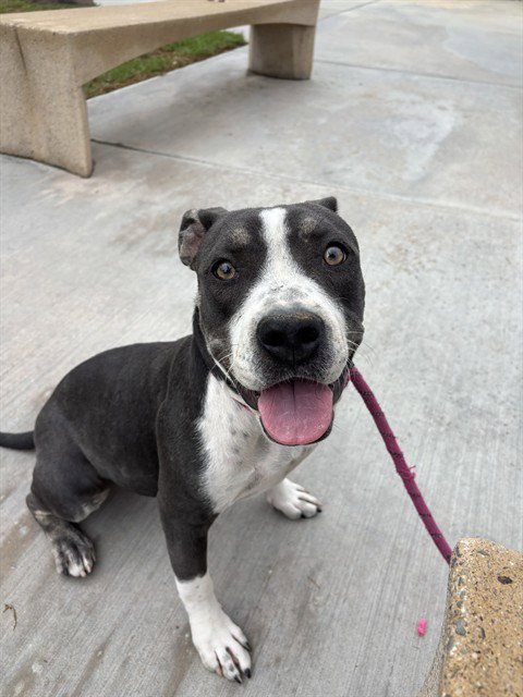 LISA - Pit Bull Terrier available for adoption