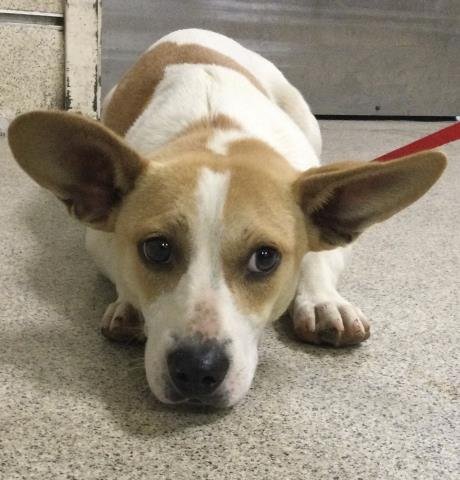 JOE - Jack Russell Terrier (Parson Russell Terrier) available for adoption