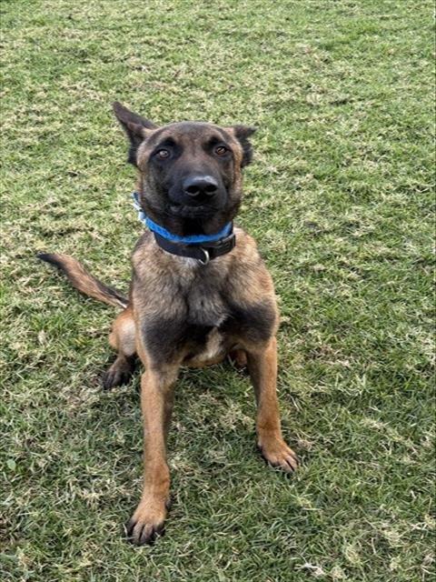 HARLEY - Belgian Shepherd Malinois available for adoption