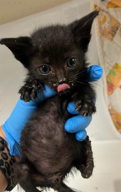 VENOM - Domestic Short Hair available for adoption