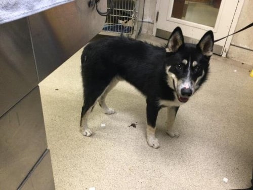 BLINK - Siberian Husky available for adoption