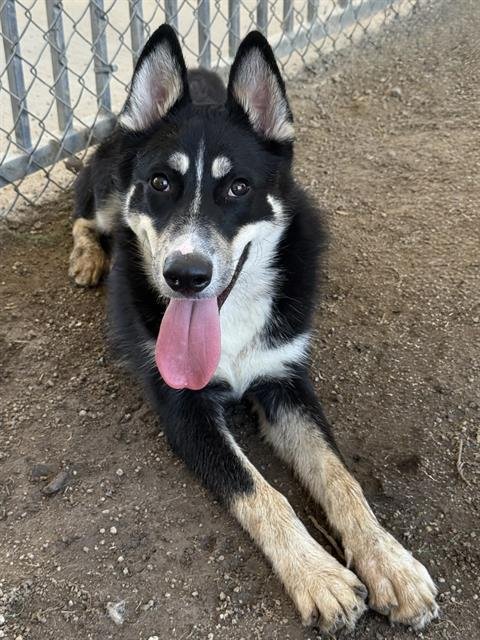 BLINK - Siberian Husky available for adoption