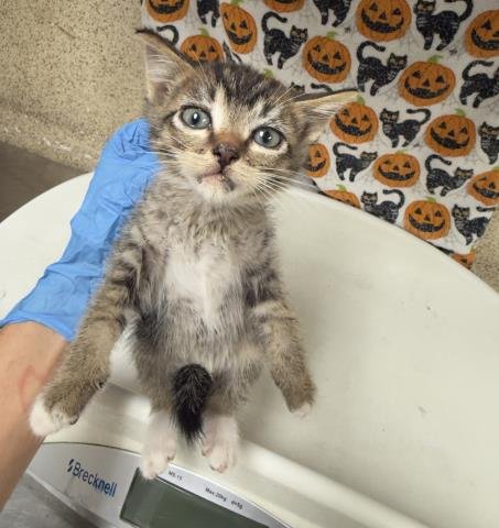 LEAF - Domestic Short Hair available for adoption