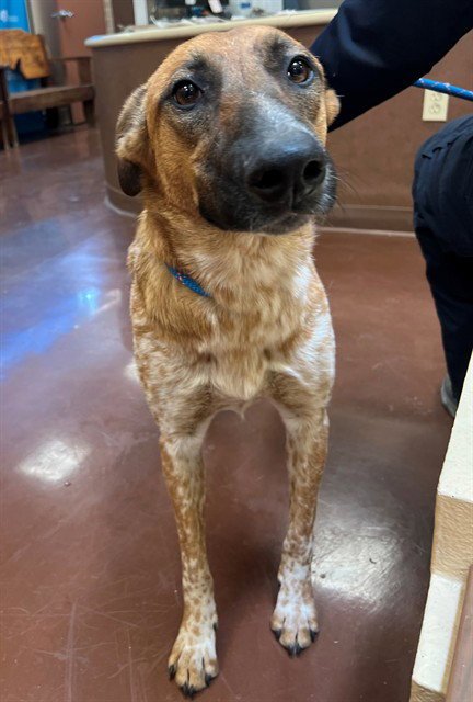 GIGI - Queensland Heeler available for adoption