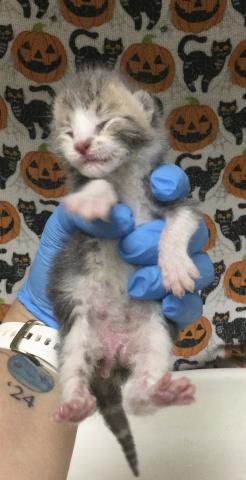 CHILI - Domestic Short Hair available for adoption
