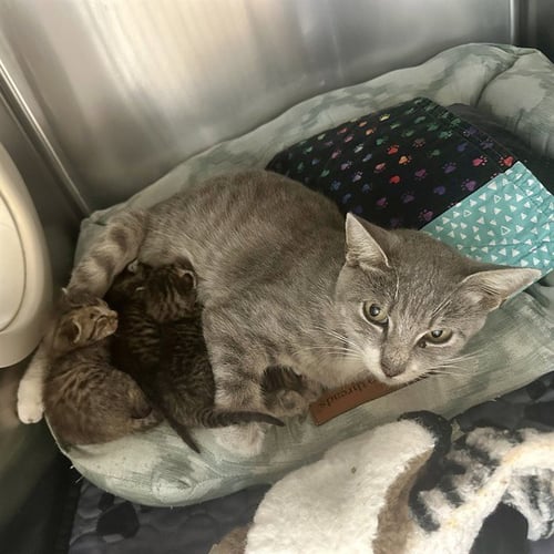 MARTHA - Domestic Short Hair available for adoption