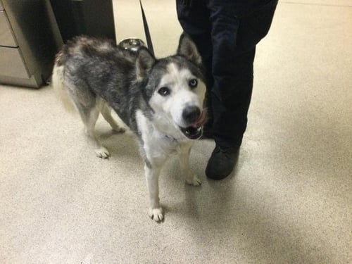 PETAL - Siberian Husky available for adoption