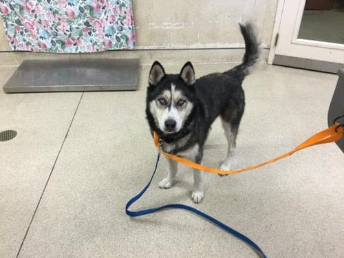 ROCKO - Siberian Husky available for adoption
