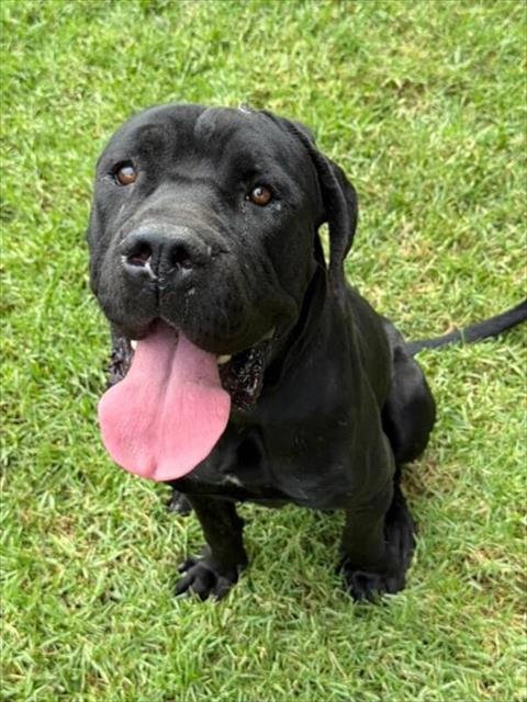 BATMAN - Mastiff available for adoption