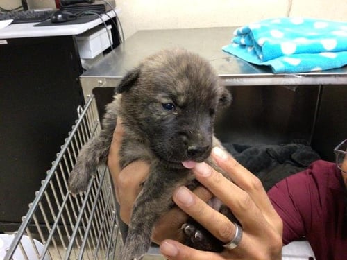 TANK - German Shepherd Dog available for adoption