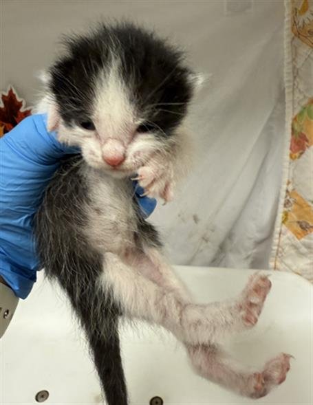 ALEX - Domestic Short Hair available for adoption