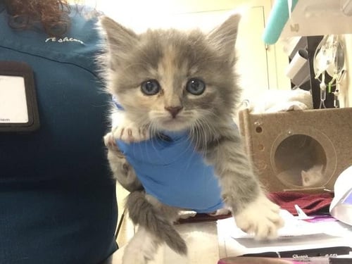 ANA - Domestic Short Hair available for adoption