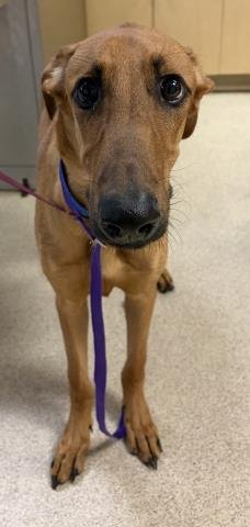 CHICO - Whippet available for adoption