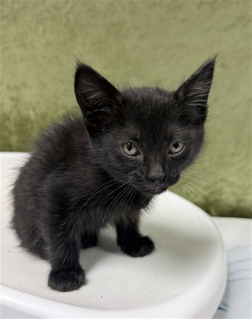 FAITH - Domestic Short Hair available for adoption