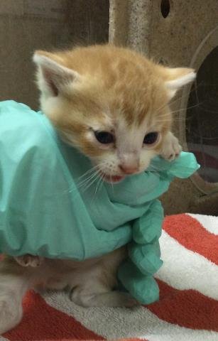 A1914270 - Domestic Short Hair available for adoption