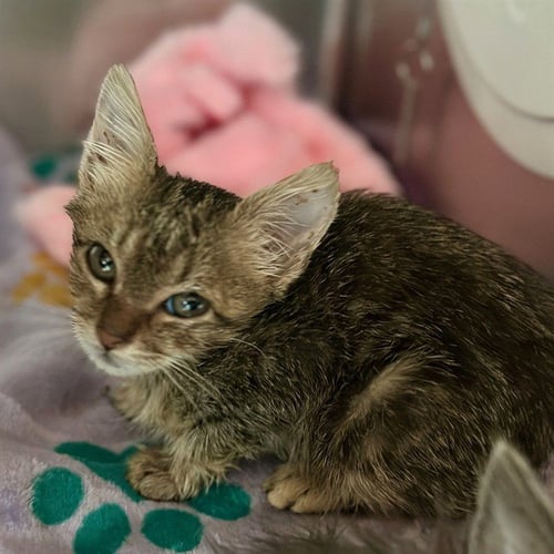 TWEETIE - Domestic Short Hair available for adoption