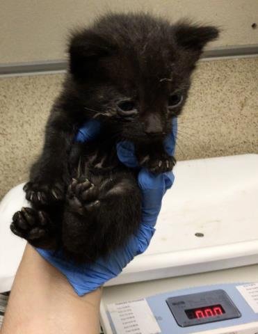 ACE - Domestic Short Hair for adoption in Riverside