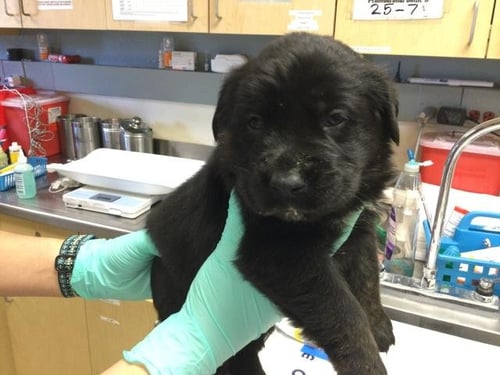 CHIPS - German Shepherd Dog / Australian Shepherd available for adoption