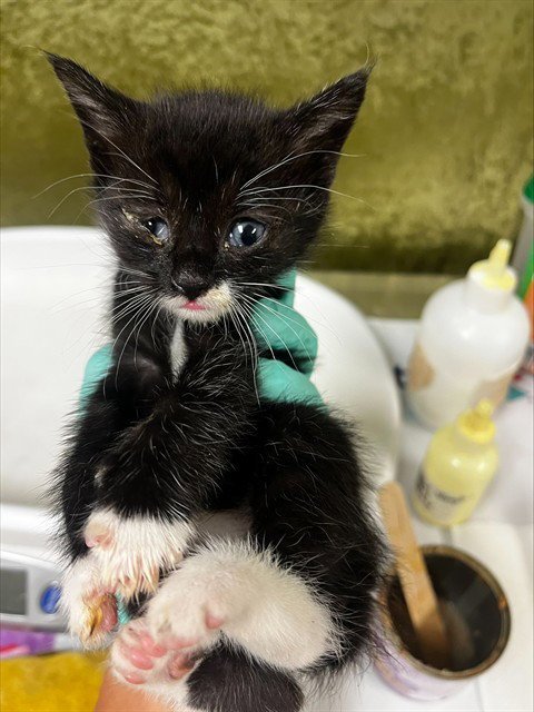 A1913523 - Domestic Short Hair available for adoption
