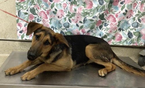 HAZEL - German Shepherd Dog available for adoption