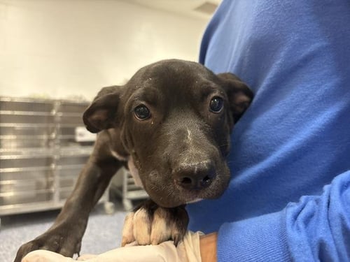DASHA - Terrier available for adoption