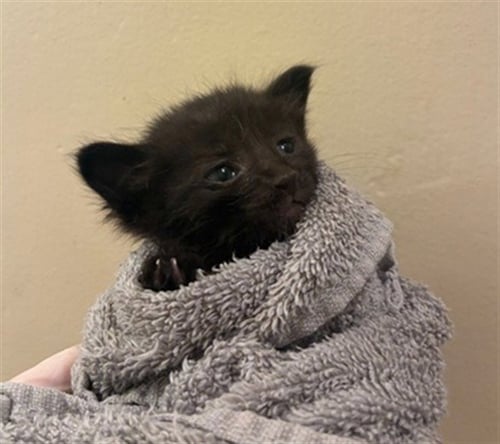 BOSCO - Domestic Short Hair available for adoption