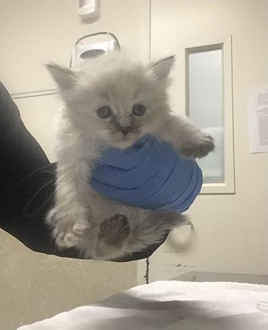 DRIZZLE - Domestic Medium Hair available for adoption