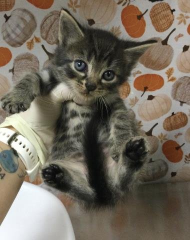 LUKE - Domestic Short Hair available for adoption