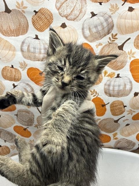 LANA - Domestic Short Hair available for adoption